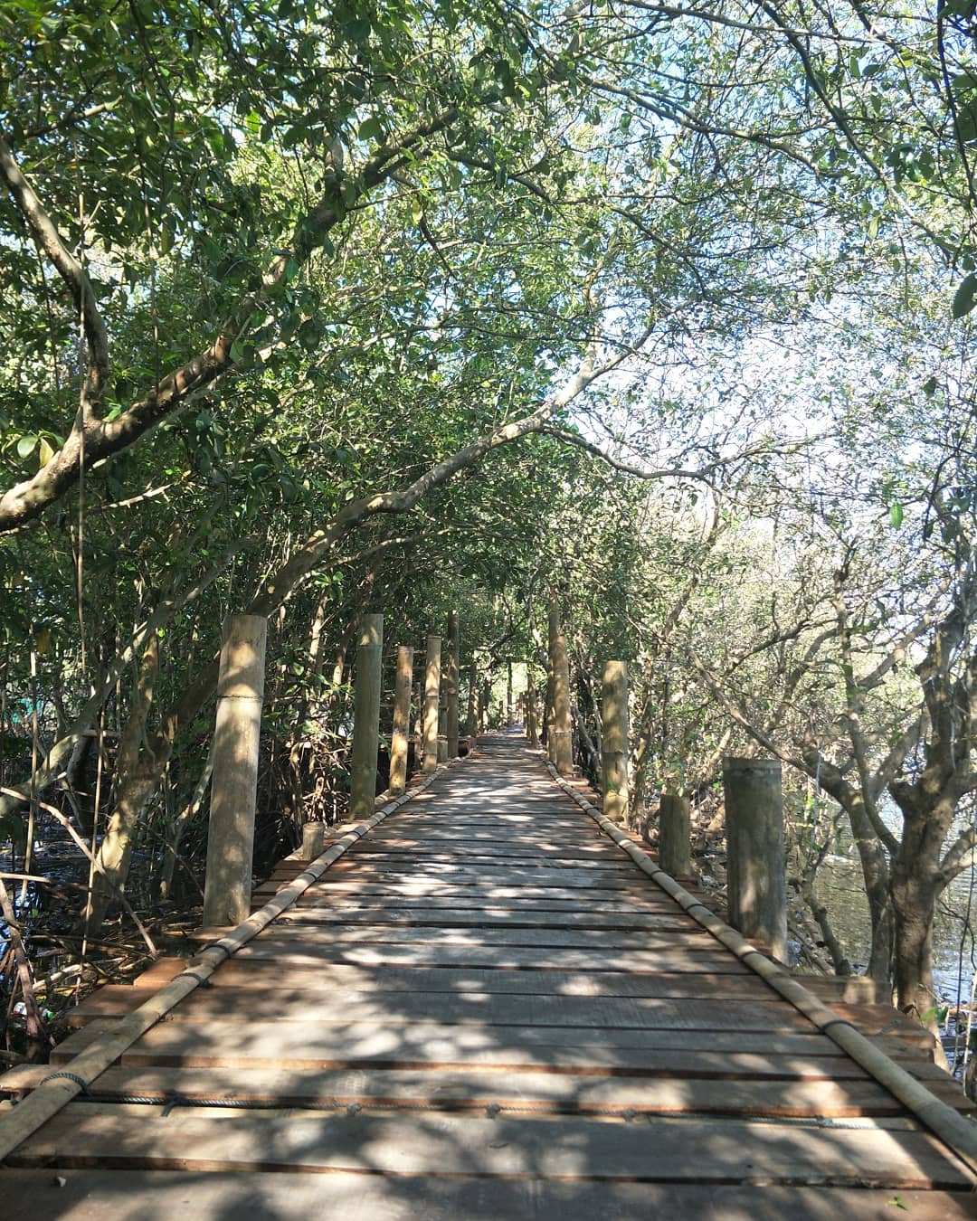 Kawasan Mangrove atau Hutan Bakau Kadilangu