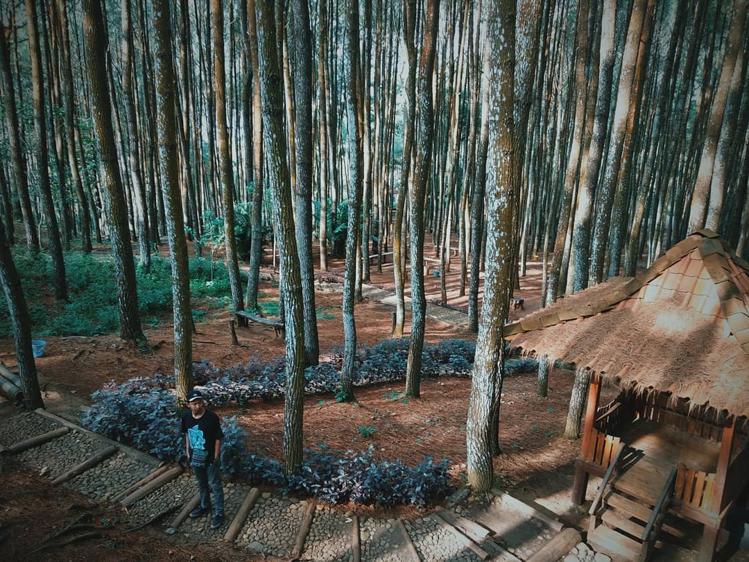 Hutan Pinus Mangunan Dlingo