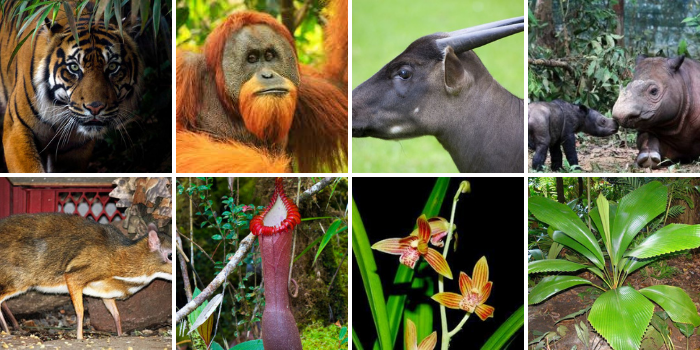 Flora dan Fauna Langka di Indonesia