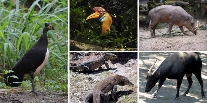 Persebaran Fauna Indonesia Bagian Tengah