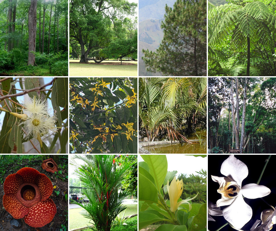 Persebaran Flora Indonesia Bagian Barat