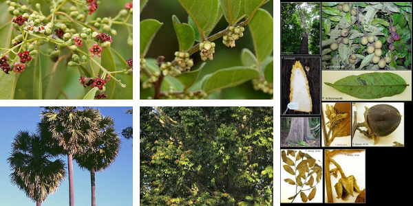 Persebaran Flora Indonesia Bagian Tengah