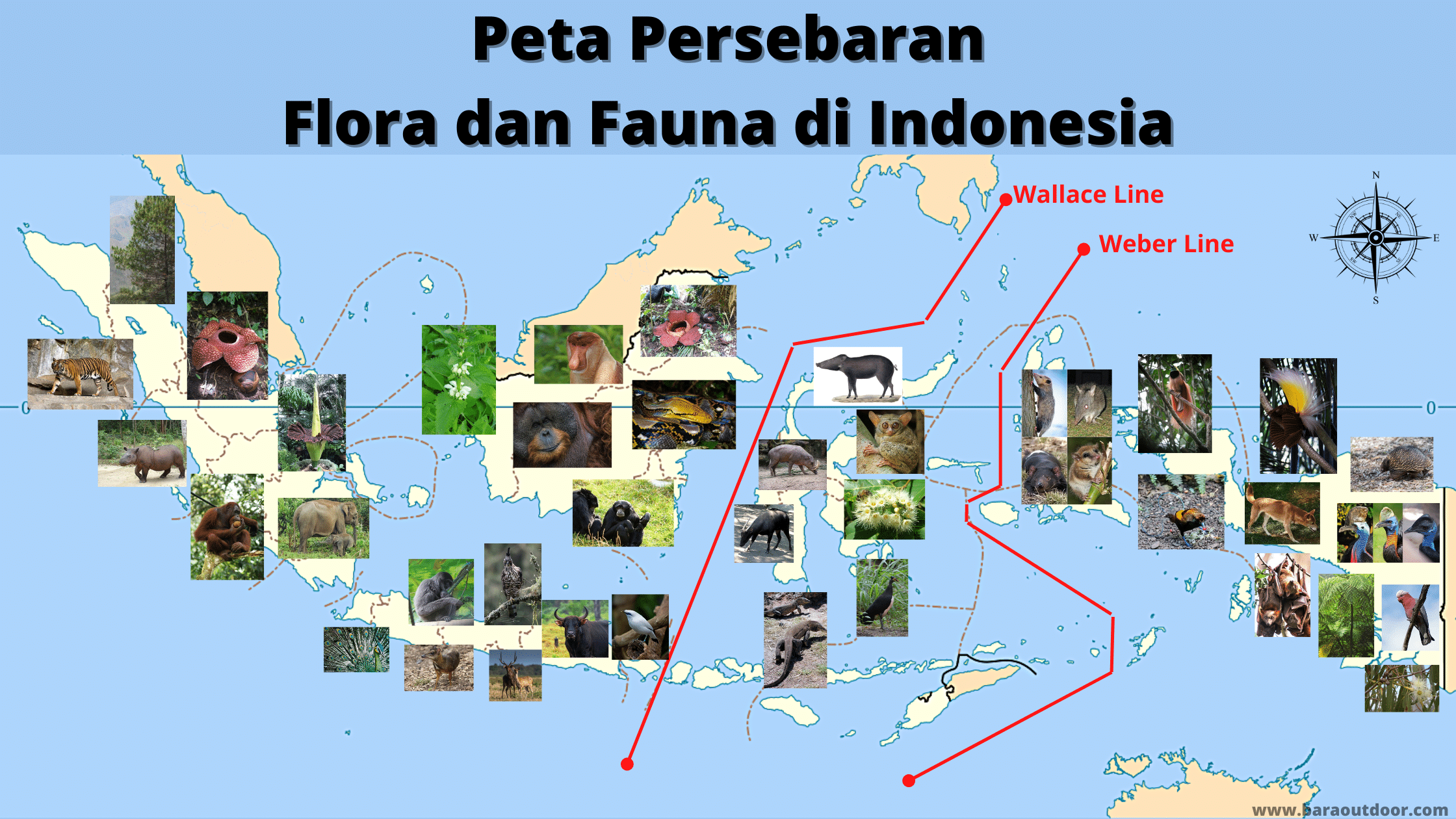 Peta Persebaran Flora dan Fauna di Indonesia
